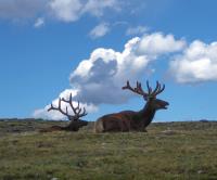 Elk